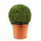 Bukszpan wieczniezielony KULA 32 - 35 CM