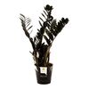 Zamiokulkas zamiolistny czarny RAVEN 60 - 70 cm ROYAL GREEN ®