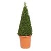 Bukszpan wieczniezielony STOŻEK 60 - 70 cm