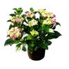 Hortensja ogrodowa wielkokwiatowa TELLER MIX 35 - 45 cm