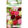 Goździk ogrodowy MIESZANKA nasiona tradycyjne 0.5 g W. LEGUTKO