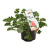 Pelargonia pachnąca MIX 25 - 30 cm