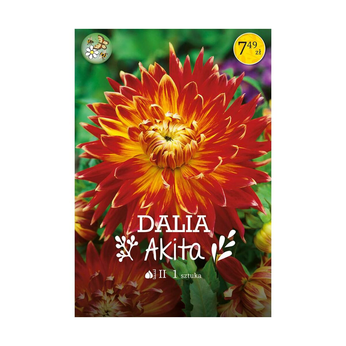 Dalia Akita 1szt. cebulki kwiatów