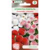 Stokrotka pospolita Pomponette MIESZANKA W. LEGUTKO