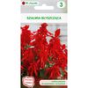 Szałwia błyszcząca CZERWONA nasiona tradycyjne 0.4 g W. LEGUTKO