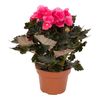 Begonia zimowa MIX 28 - 34 cm