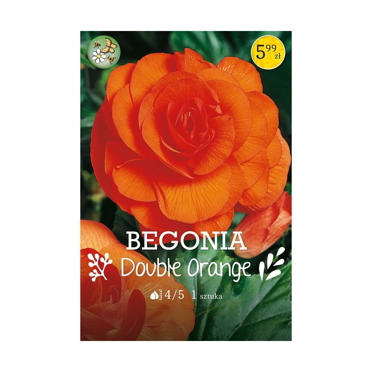 Begonia Double Orange 1szt. cebulki kwiatów