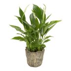 Skrzydłokwiat w osłonce ceramicznej MIX 60 CM