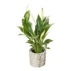 Skrzydłokwiat w osłonce ceramicznej MIX 20 CM