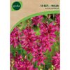 Cebulki kwiatów ROSE EMPEROR Iksja 15szt. GEOLIA