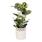 Stefanotis w osłonce ceramicznej 45 CM