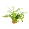Asplenium Parvati 25 cm