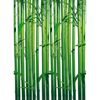Fototapeta BAMBOO 254 x 183 cm
