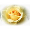 Fototapeta ROSE 312 x 219 cm