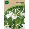 Ismena FESTALIS 2 szt. GEOLIA