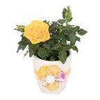 Róża miniaturowa w osłonce ceramicznej MIX 10 CM