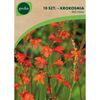 Cebulki kwiatów RED KING Krokosmia (Montbrecja) 10szt. GEOLIA