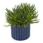 Rośliny zielone w osłonce ceramicznej MIX 10 CM