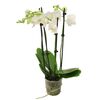 Storczyk Falenopsis 4 pędy MIX 70 cm