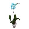 Storczyk Falenopsis farbowany 1 pęd MIX 50 - 70 cm