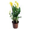 Kalla MIX 35 cm