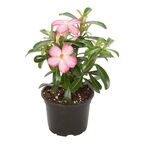Róża pustyni MIX 30 CM