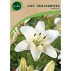Lilia azjatycka NAVONNA 3szt. GEOLIA