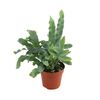 Flebodium 'Blue Star' 30 cm