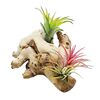 Oplątwa (Tillandsia) na pniu 10 cm