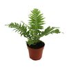 Podrzeń (Blechnum) 'Silver Lady' 35 cm