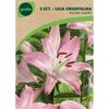 Lilia orientalna WILLEKE ALBERTI 2 szt. GEOLIA
