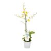 Storczyk Oncidium munsterland 1 pęd 55 cm