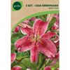 Lilia orientalna MEROSTAR 2 szt. GEOLIA