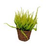 Wrzos pospolity KOSZYK WIKLINOWY 20 cm
