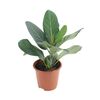 Figowiec bengalski 'Audrey' 30 cm