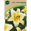 Lilia drzewiasta CONCA D'OR 2 szt. cebulki kwiatów GEOLIA