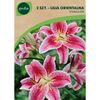 Cebulki kwiatów STARGAZER Lilia orientalna 2szt. GEOLIA