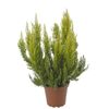 Wrzosiec drzewiasty 'Estrella' 20 - 30 cm