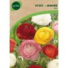Cebulki kwiatów MIX Jaskier 10szt. GEOLIA