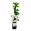 Porzeczkoagrest 26 cm BERRY&MORE™