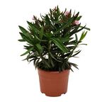 Oleander mix 50 - 60 cm