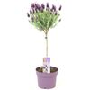 Lawenda francuska (forma pienna) 55 - 60 cm