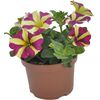 Petunia Amore™ MIX 15 - 30 cm