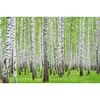 Fototapeta BRZOZY 104 x 152 cm
