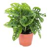 Monstera 25 cm