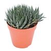 Aloes Aristata 15 cm