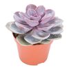 Eszeweria Pearl 15 cm