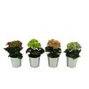Hortensja w osłonce metalowej MIX 15 - 20 cm