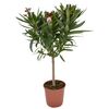 Oleander (forma pienna) MIX 70 - 80 cm