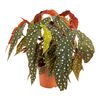 Begonia Plamiasta 45 cm